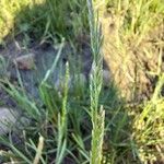 Glyceria declinata Hostoa