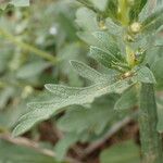 Ambrosia psilostachya Leaf