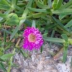 Carpobrotus acinaciformis Květ