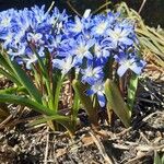 Scilla forbesii 形态