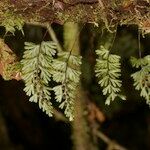 Hymenophyllum tunbrigense Diğer