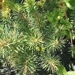 Euphorbia dendroides Leaf
