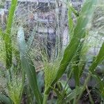 Panicum capillare Цветок