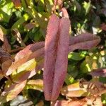 Penstemon digitalis Leaf