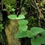 Scrophularia alpestris Habit