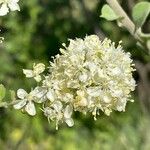 Combretum aculeatum 花
