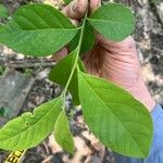 Lindera benzoin Leaf