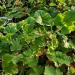 Erodium malacoides Feuille