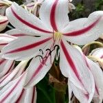 Crinum × amabile Прочее