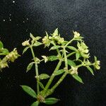 Galium asperifolium ᱛᱟᱦᱮᱸ