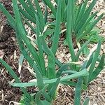 Allium scorodoprasum Leaf