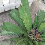 Asplenium antiquum Leaf