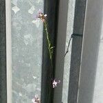 Erucaria hispanica Fruto