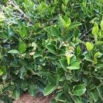 Pera glabrata List