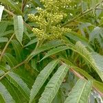 Rhus glabra ഇല