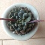 Echeveria minima List