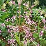 Allium schubertii Blodyn