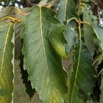 Castanea mollissima Folha