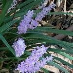 Liriope spicata Λουλούδι