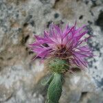 Centaurea fragilis Flower