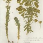 Euphorbia seguieriana Hábito