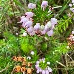 Erica vagans Kukka