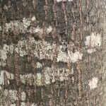 Tilia x europaea Bark