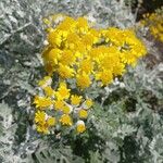 Jacobaea maritima Flor
