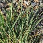 Hordeum murinum Frunză