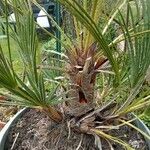 Washingtonia robusta Φύλλο