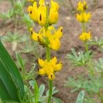 Lupinus luteusFlower