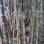 Dendrocalamus asper പുറംതൊലി