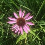 Echinacea purpureaЦвят