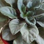 Saintpaulia ionantha Hoja