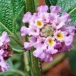 Lippia alba Fiore