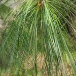 Pinus bhutanica पत्ता