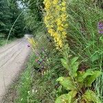 Verbascum lychnitisFlower