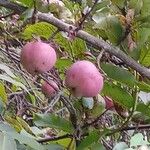 Malus domestica Habitus