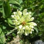 Allium victorialis Цветок