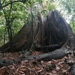 Ceiba pentandra Bark