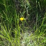 Leucanthemum virgatum 花