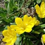 Sternbergia lutea Fleur