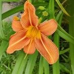 Hemerocallis fulva Λουλούδι