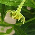 Helenium autumnale Çiçek