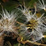 Inga oerstediana Fruit