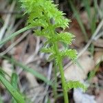 Seseli libanotis Habit