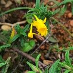 Narcissus gaditanus Flower