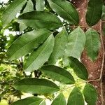 Lysidice rhodostegia Hoja