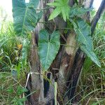 Philodendron giganteum Leaf