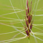 Taeniatherum caput-medusae പുറംതൊലി